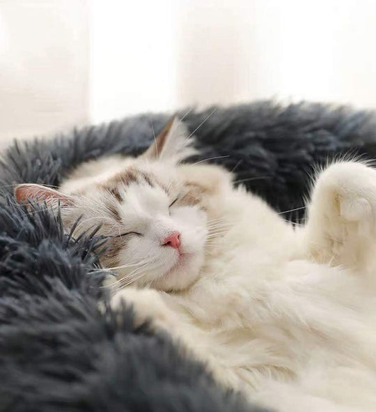 kattenmand, kattenmand action​, kattenmand verwarming​, intratuin kattenmand​